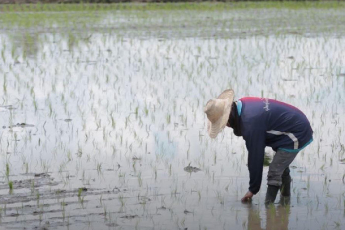 Rising domestic rice prices unsettle Thai exporters